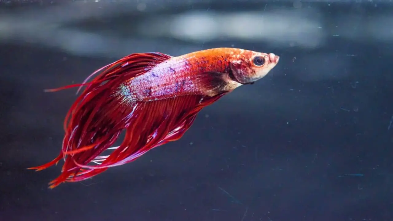 How To Do The Treatment Of Pop Eye Fish Betta
