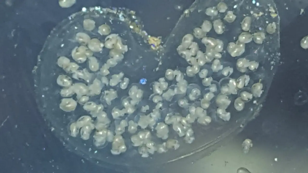 How To Ensure Successful Hatching Of Ramshorn Snail Eggs