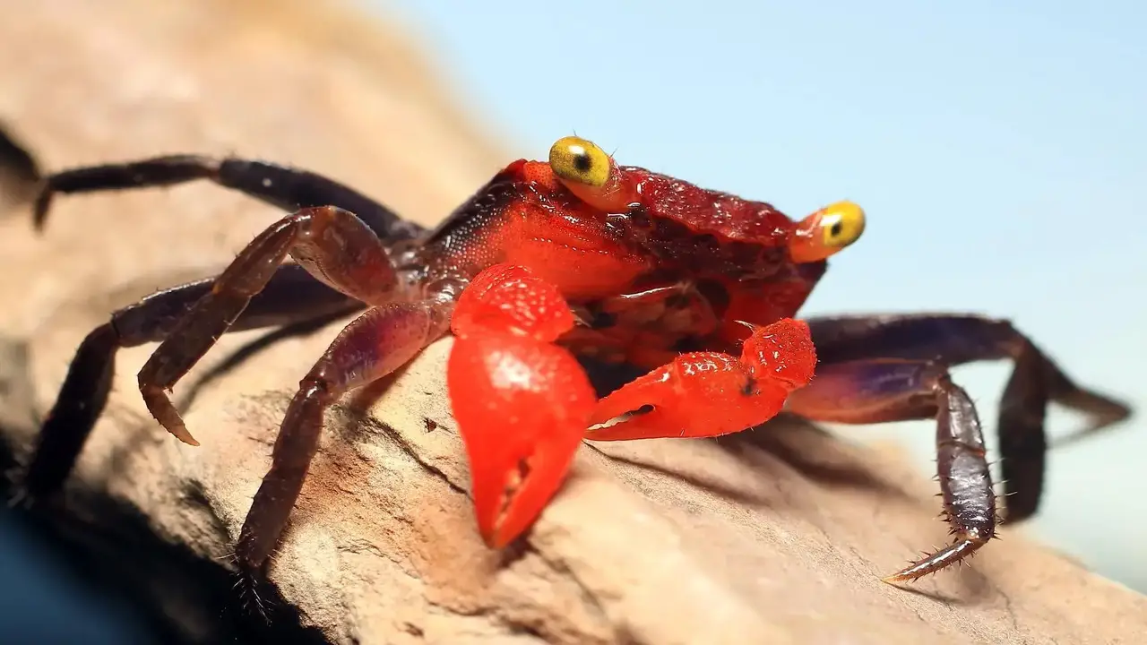 How To Handle A Moulting Crab Without Causing Harm