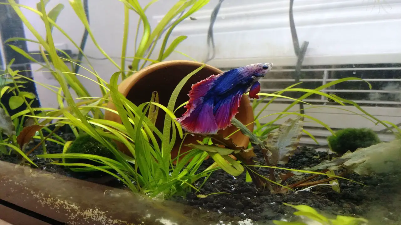 How To Identify A Genuine Stars-And Stripes Betta