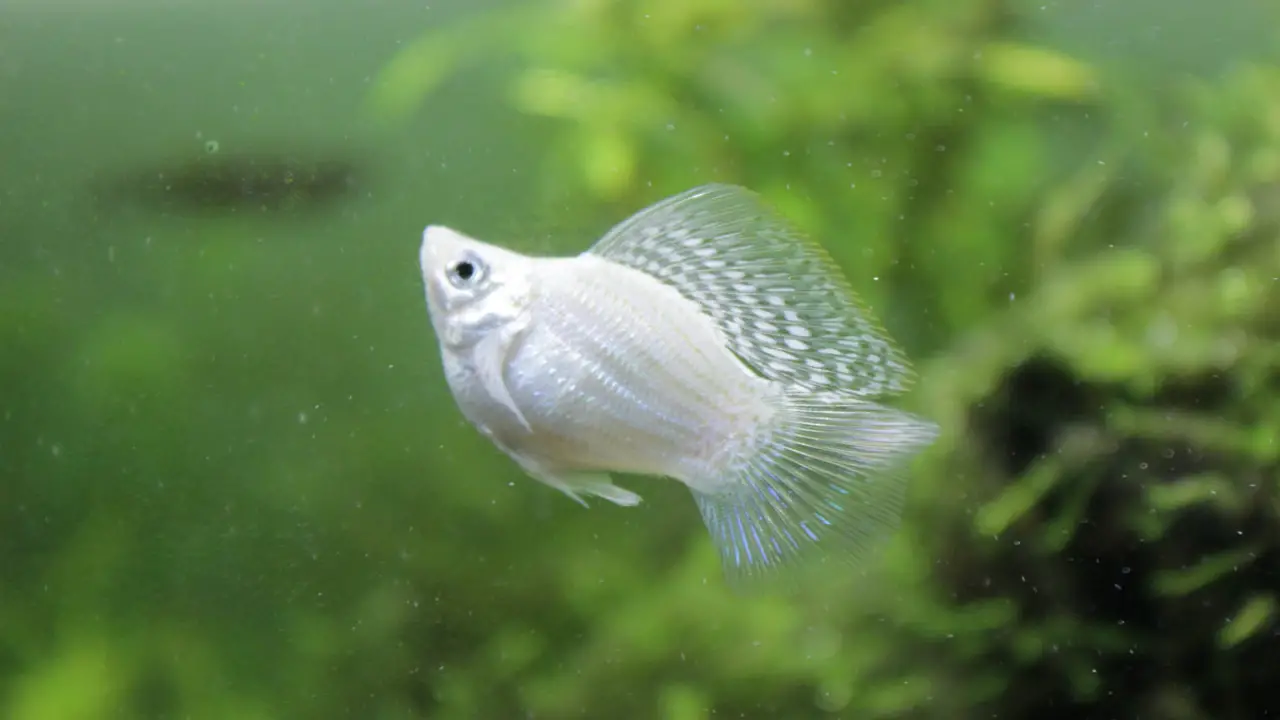 How To Identify A Pregnant Molly Fish Through The Gravid Spot