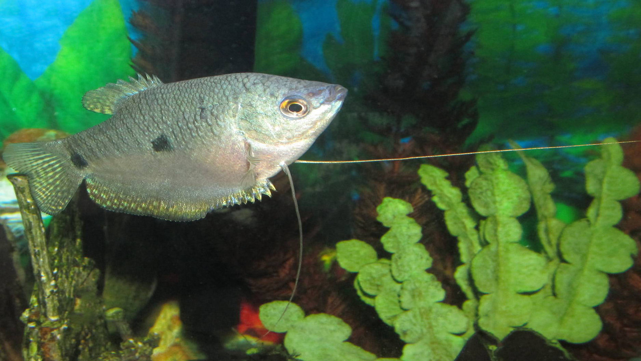 How To Identify And Care For Pregnant Gourami In Your Aquarium