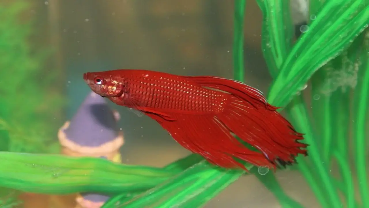 How To Identify And Treat Parasites On Betta Fish