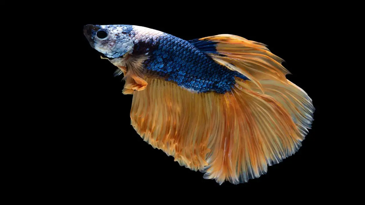 How To Identify And Treatment Columnaris Betta Disease