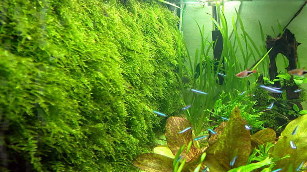 How To Make A Moss Wall Aquarium