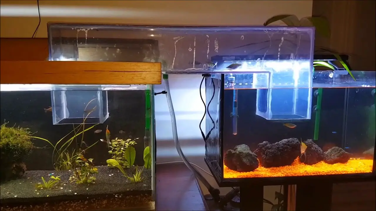 How To Make A Water Bridge For Aquarium Like A Pro