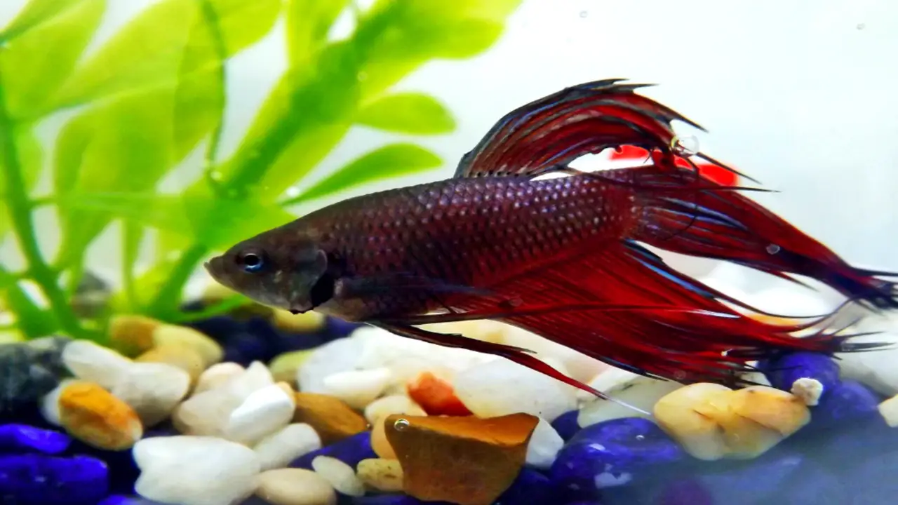 How To Monitor Your Betta Fish During The Epsom Salt Bath