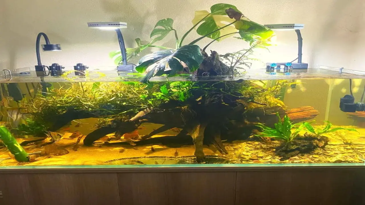 How To Plant Monstera In Aquarium