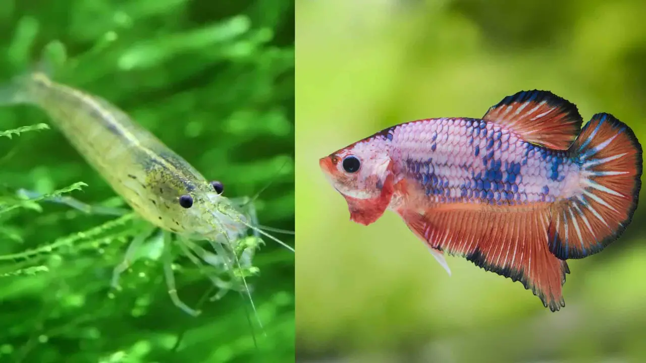 How To Prepare The Right Environment For Cherry Shrimp & Betta