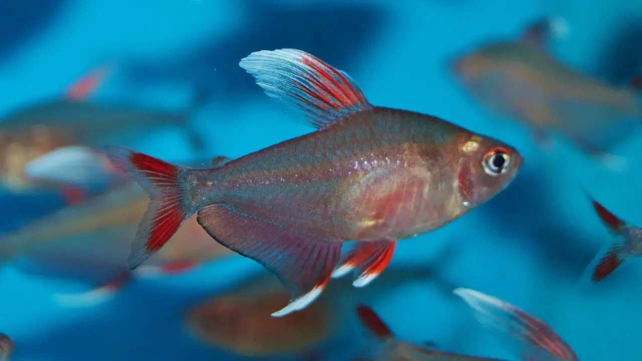 How To Prevent And Treat White Fin Tetra Fish Disease