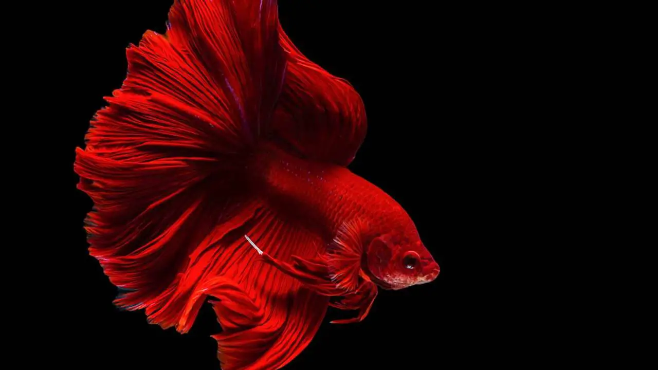 How To Pronounce Betta Fish - Step-By-Step Guide