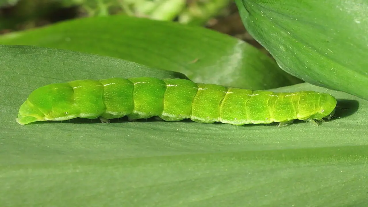 How To Recognize Angled Sunbeam-Caterpillars In The Wild