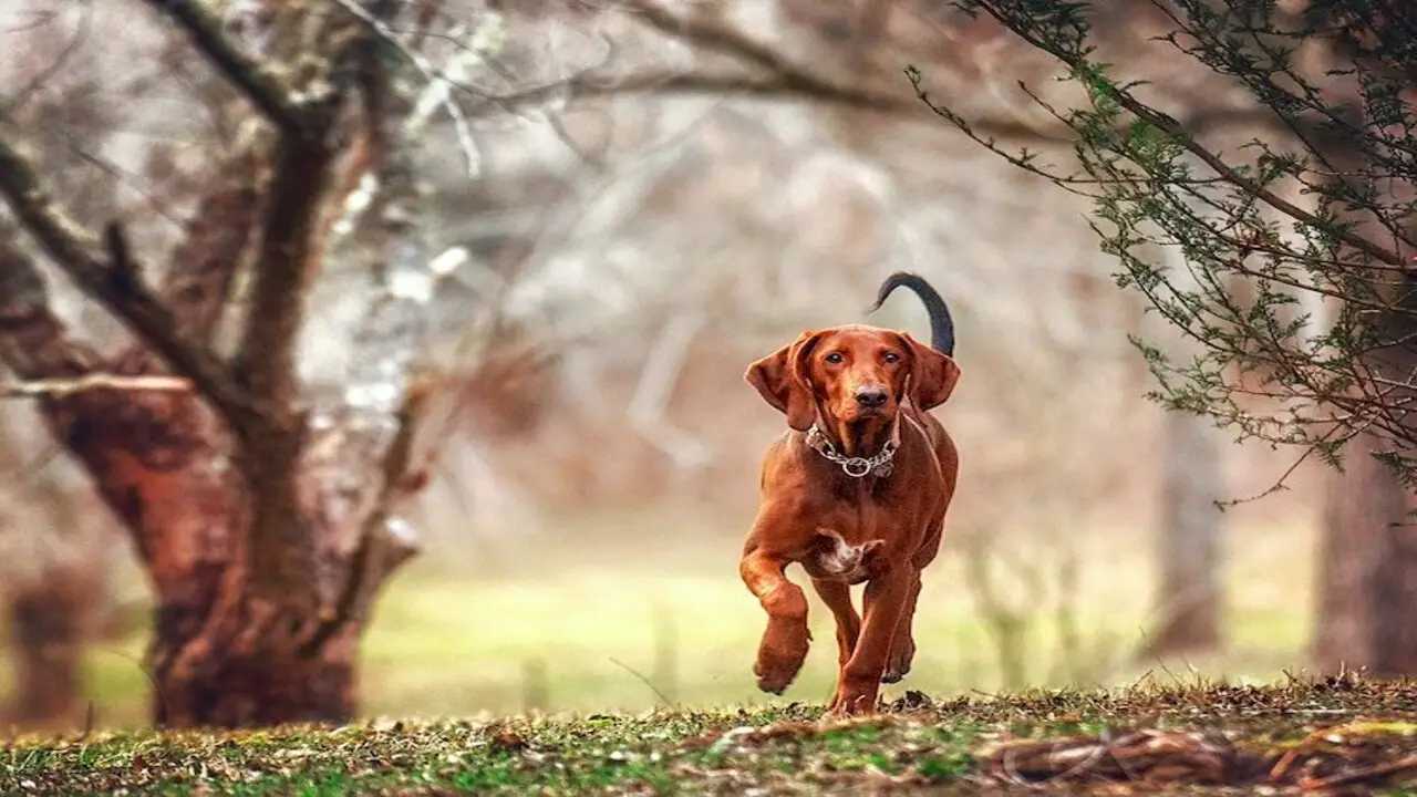 How To Reduce Aggression In Redbone Coonhounds