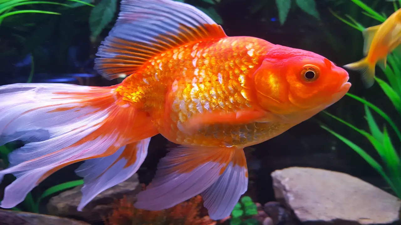 How To Remove White Film On Goldfish Carefully