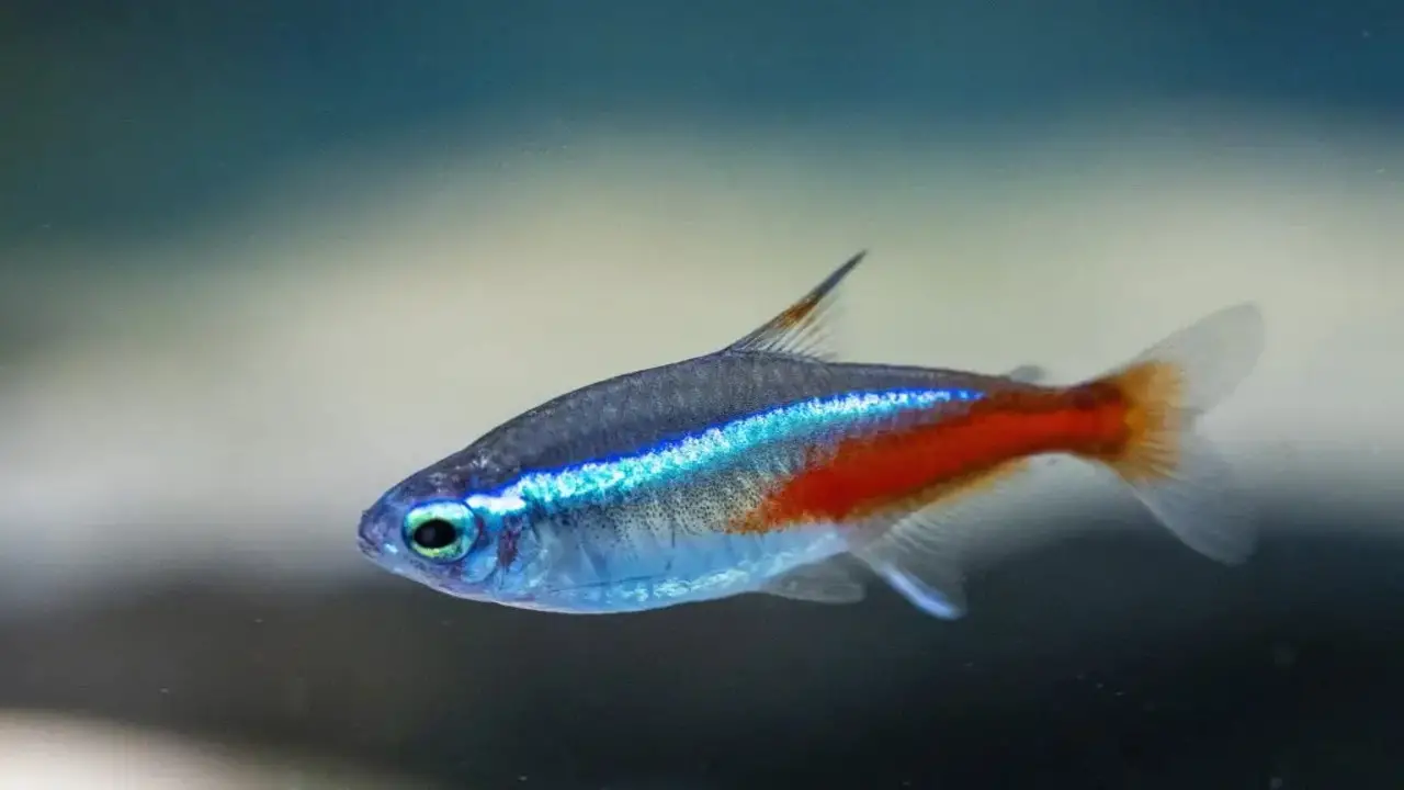 How To Successfully Breed And Raise Pregnant Neon Tetras