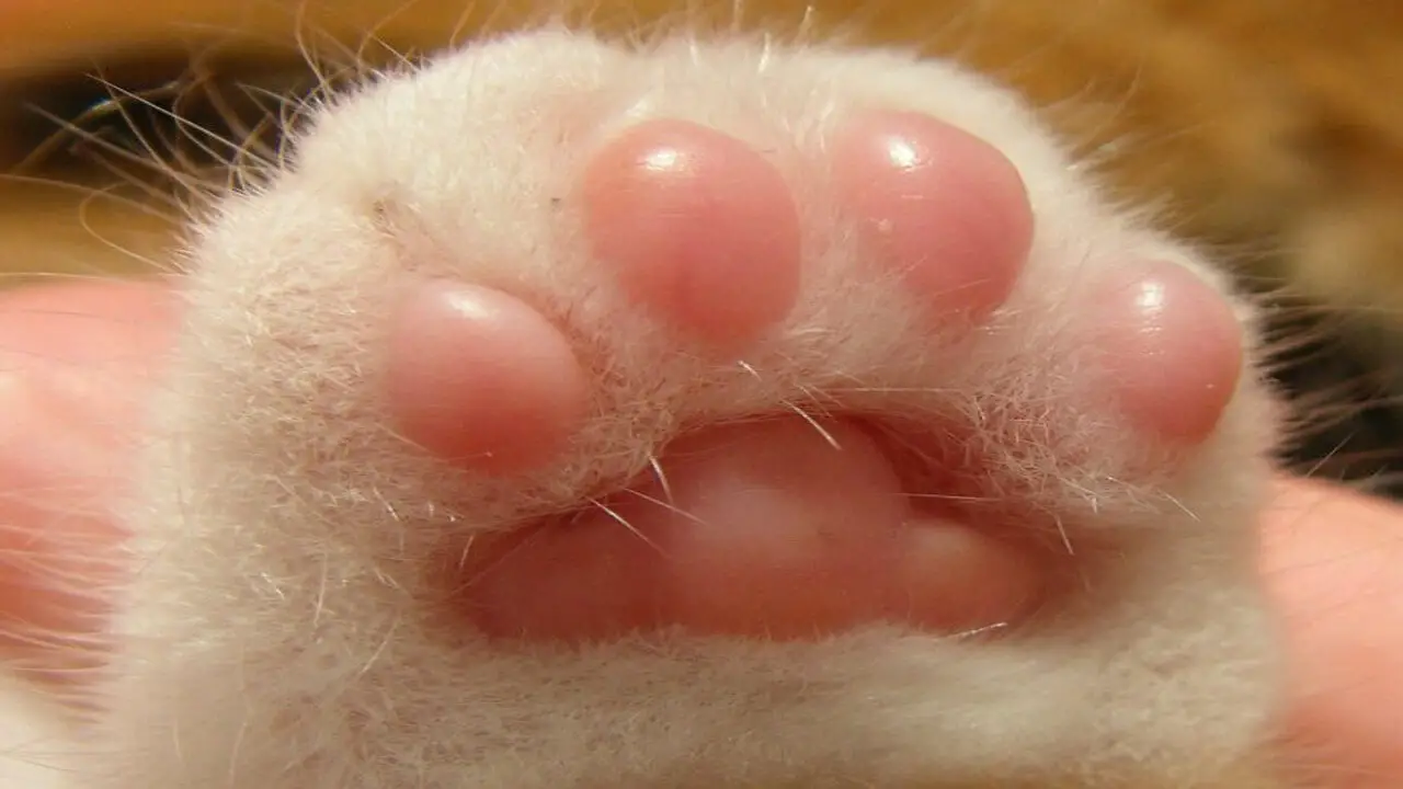 How To Treat Callus Growth On Cat Paw-Pads With Bullet Point