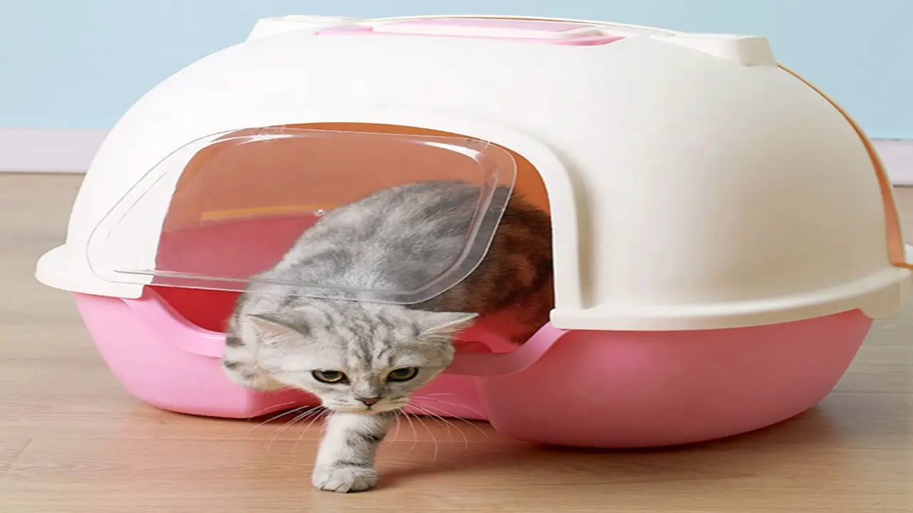 How To Use Hello-Kitty Litter Box