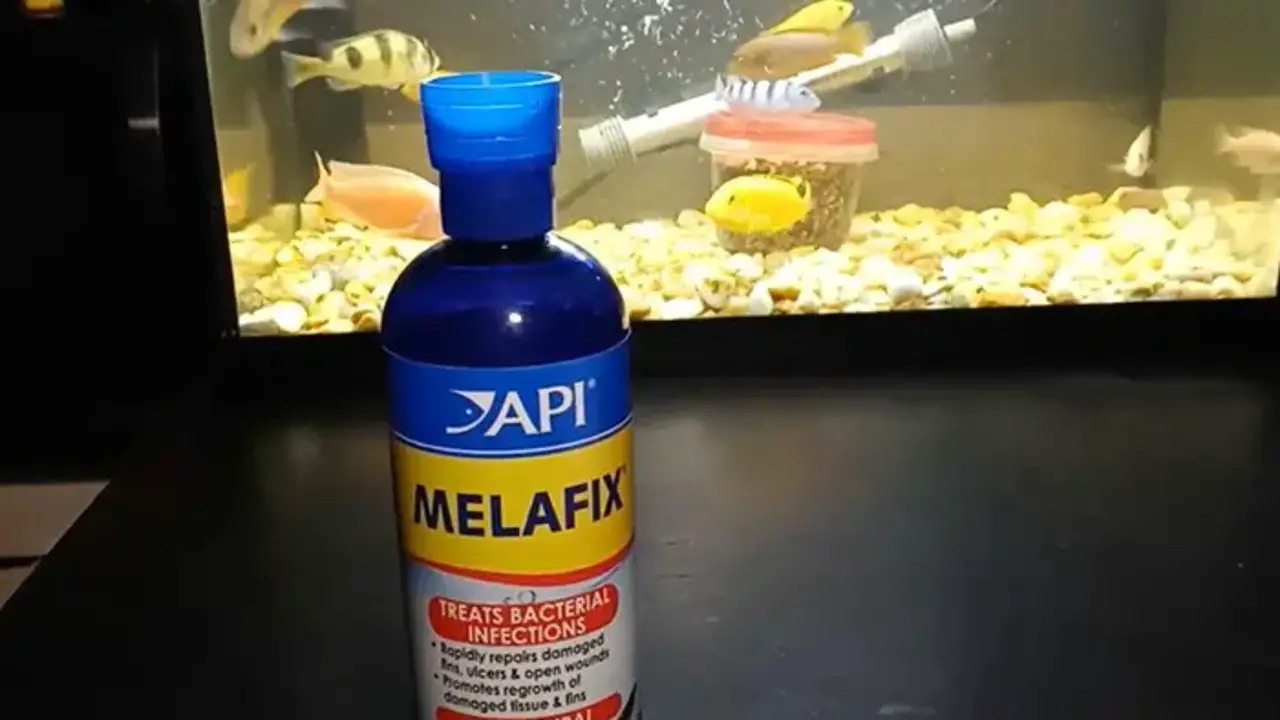 How To Use Melafix For Betta Fish Health And Wellness