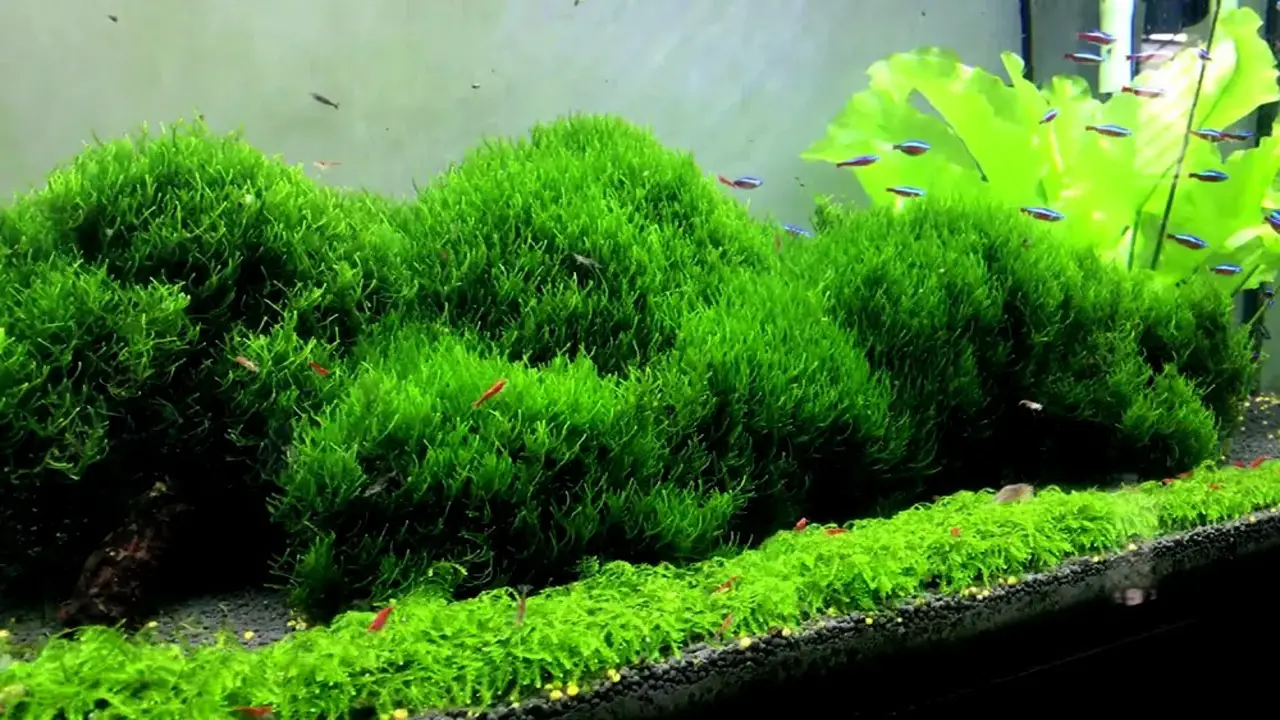 How To Use Peat Moss For Aquarium - 7 Effective Uses