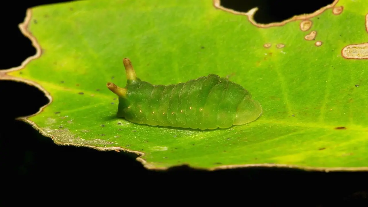 Identification Tips For Angled Sunbeam Caterpillars