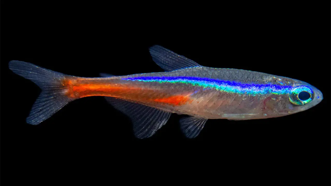 Identifying And Separating Pregnant Neon Tetras