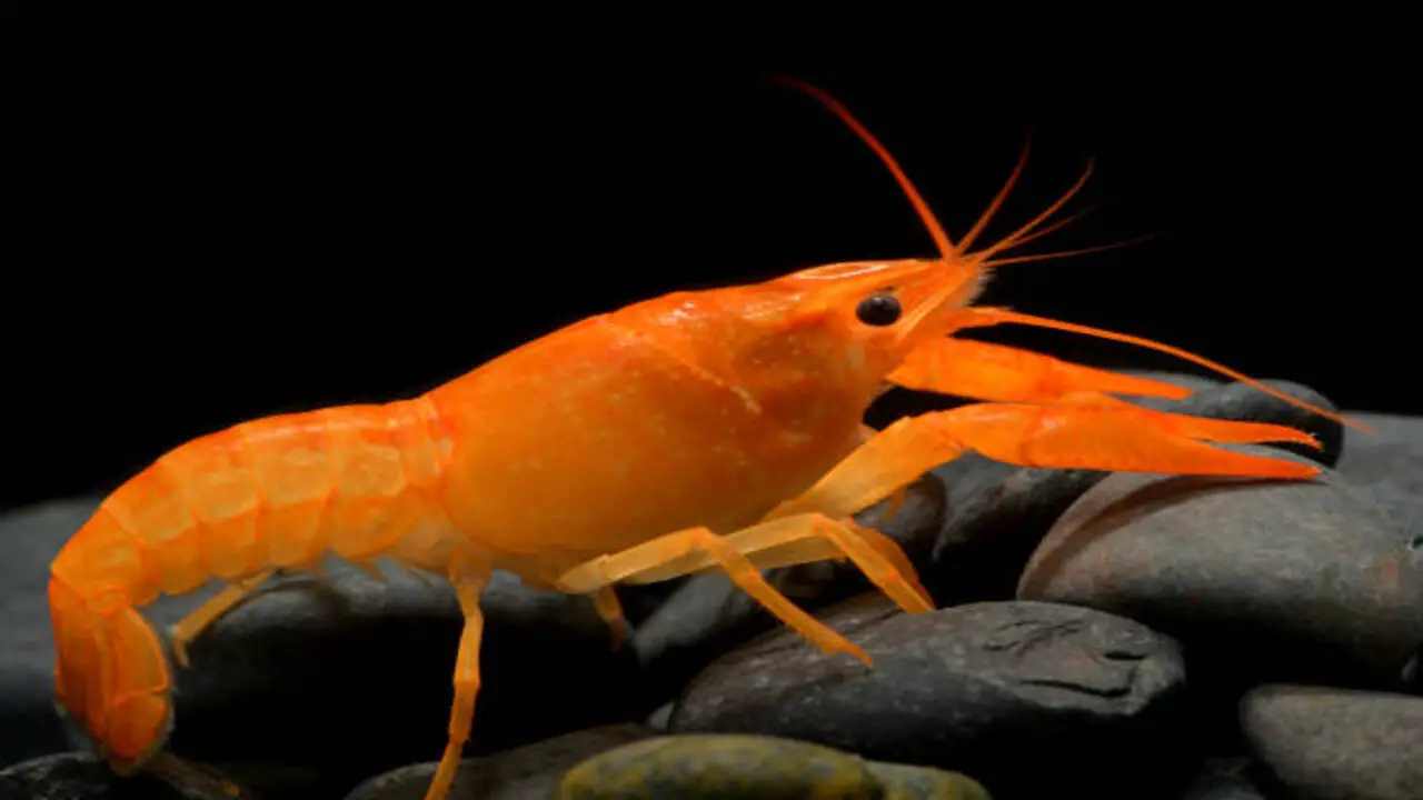 Identifying Causes Of Crayfish Mortality