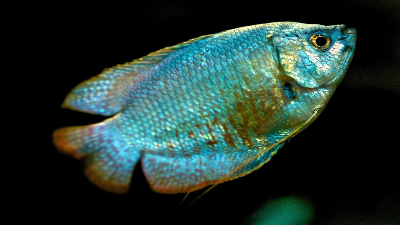 Identifying Signs Of A Pregnant Gourami