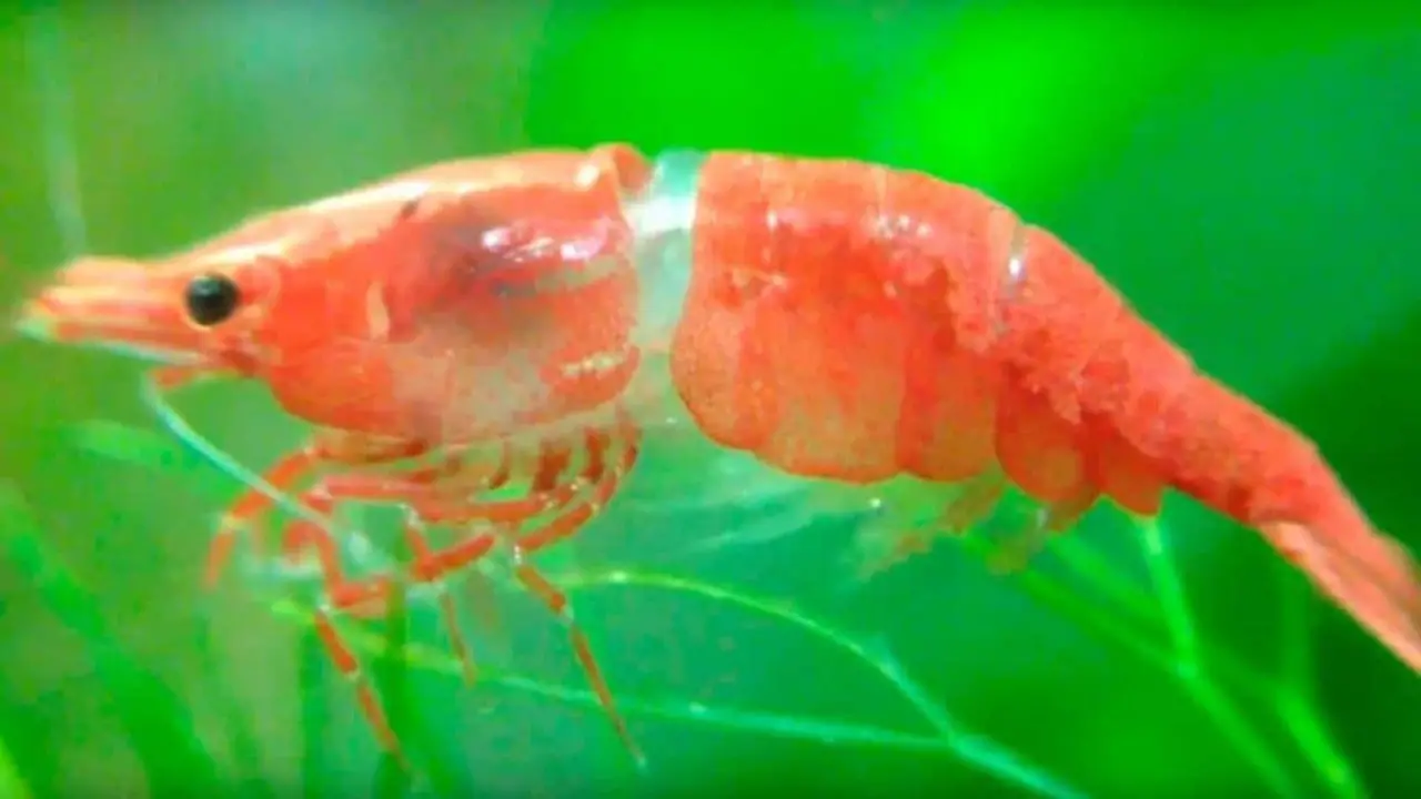 Identifying The Stages Of Shrimp Molting Cycle
