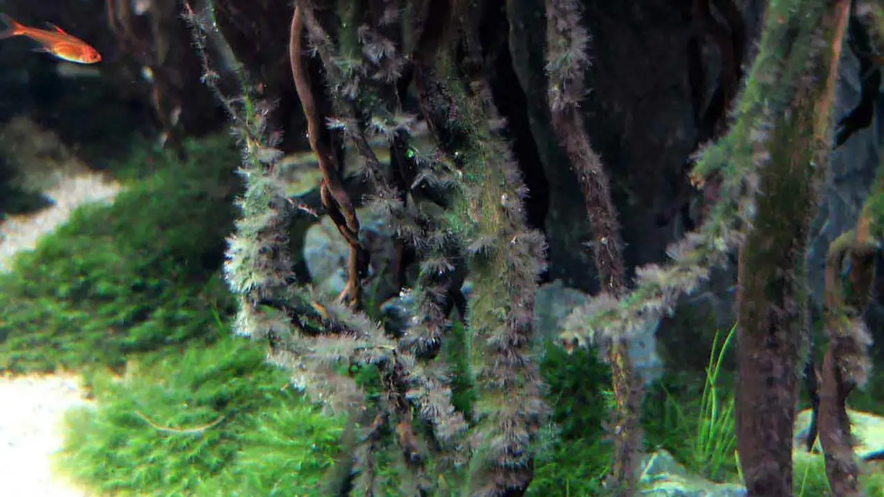 Impacts Of Black Algae On Aquarium Health