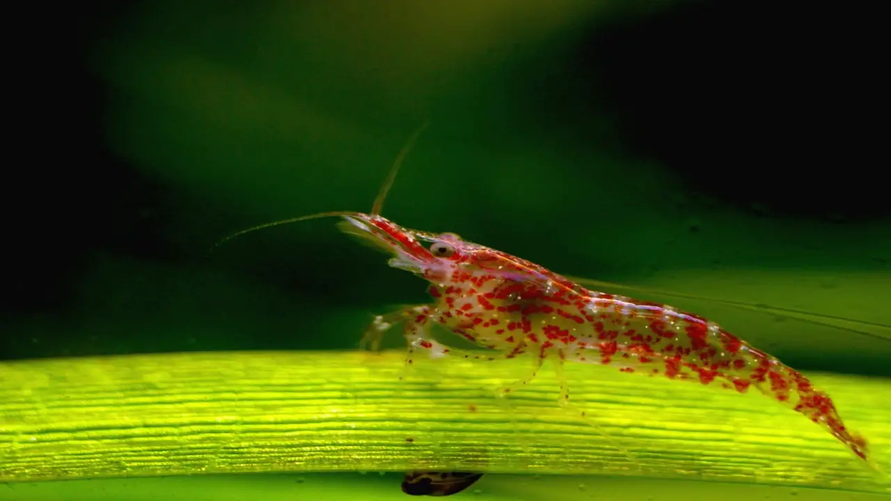 Importance Of Stable Ph Levels For Cherry Shrimp