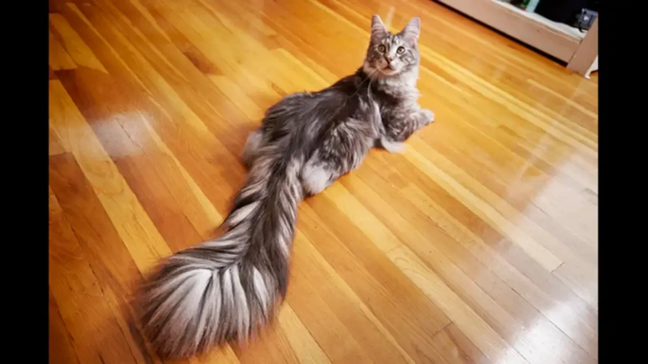 Influence Of Breed On Tail Length