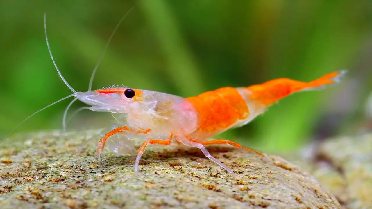 Influencing Factors On Shrimp's Lifespan