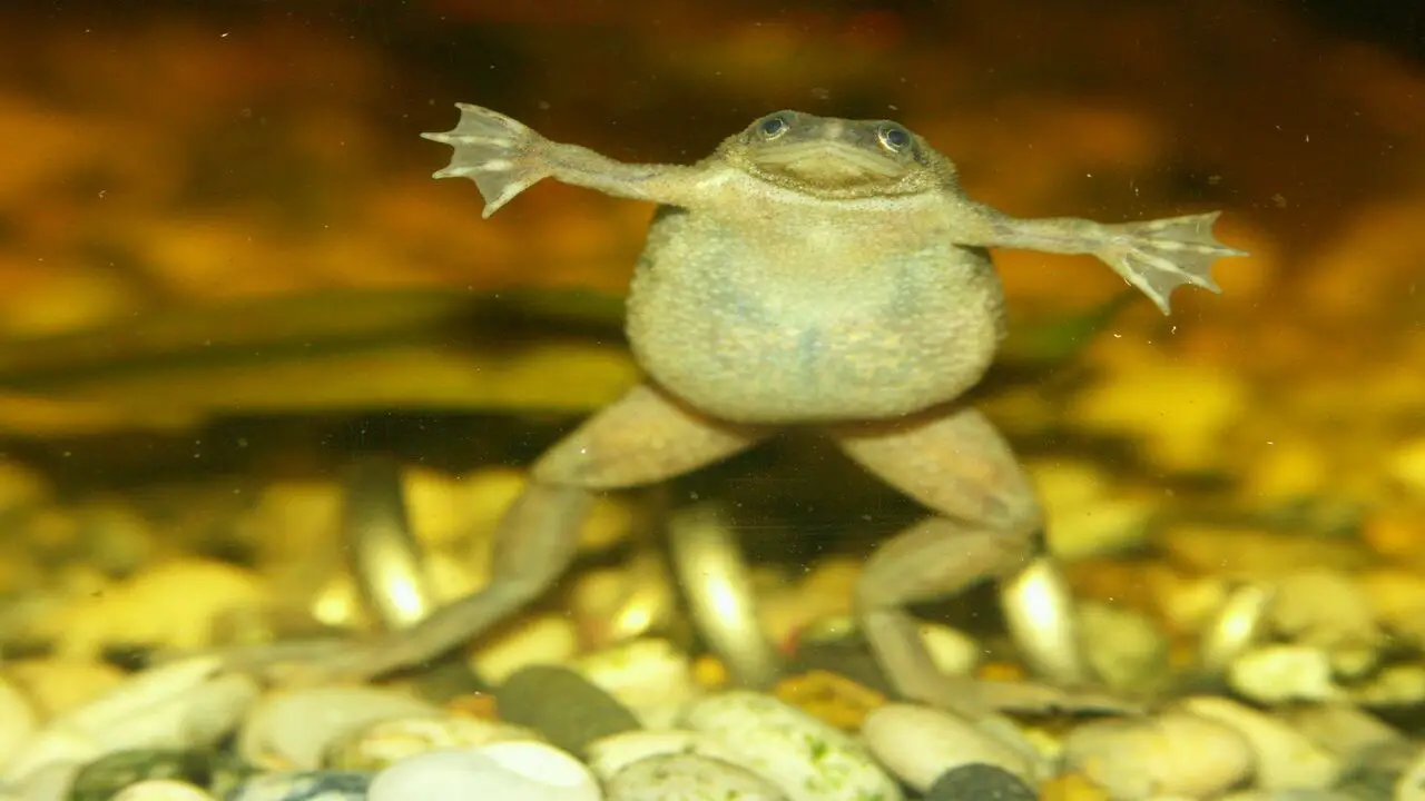 Injuries Or Illnesses Affecting The Frog's Mobility