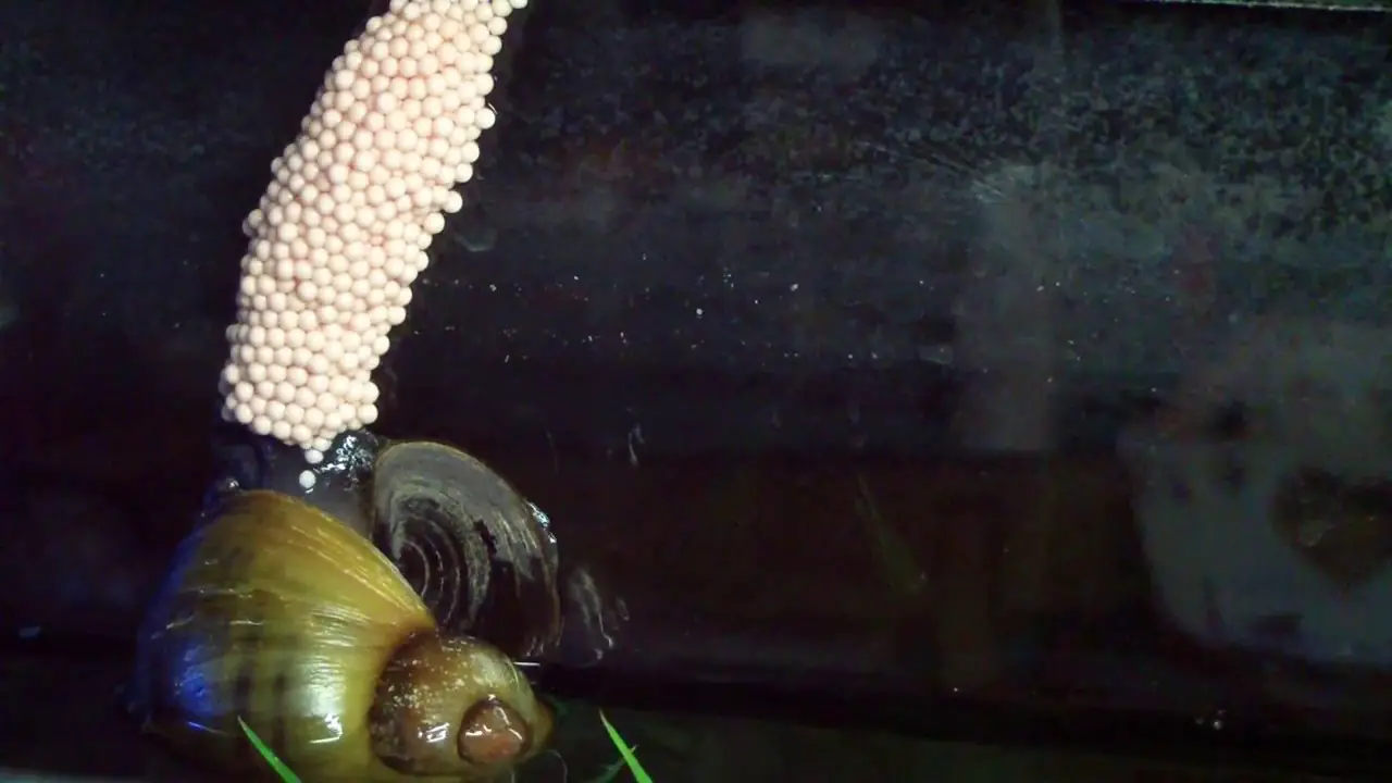 Interesting Facts About Snail Reproduction And Egg-Laying Behavior