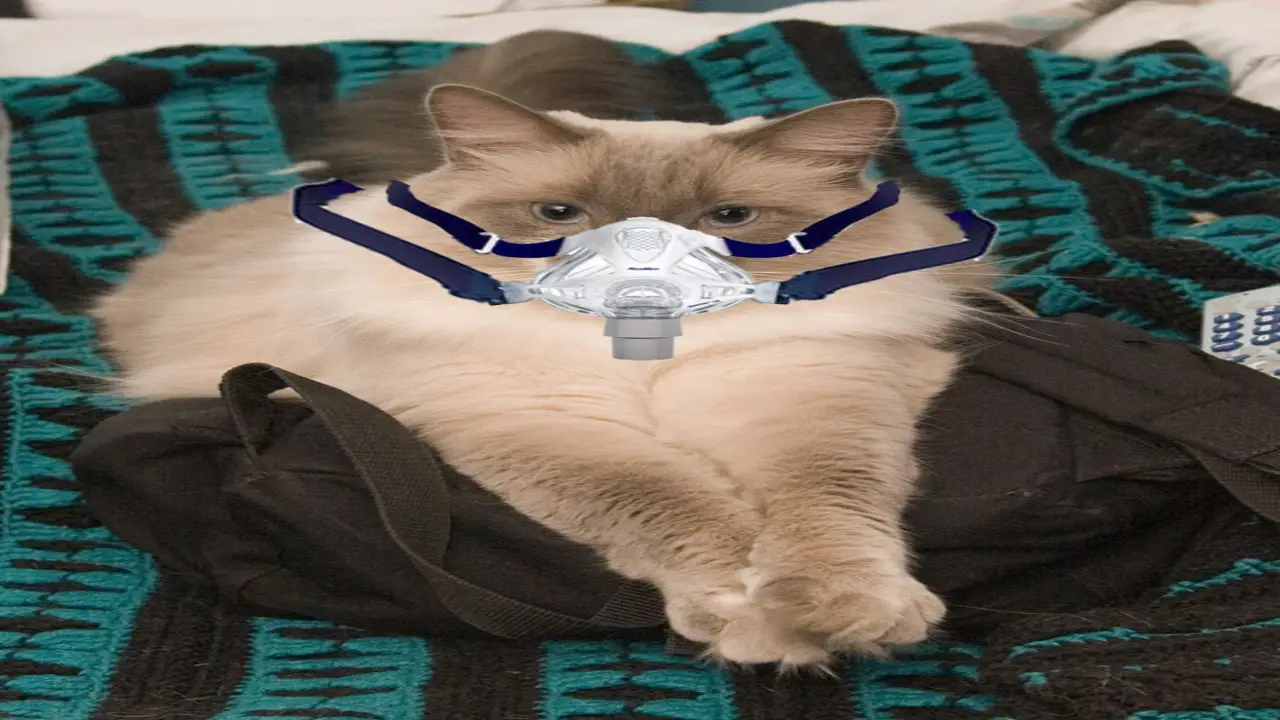 Introducing Your Cat To Your CPAP Machine