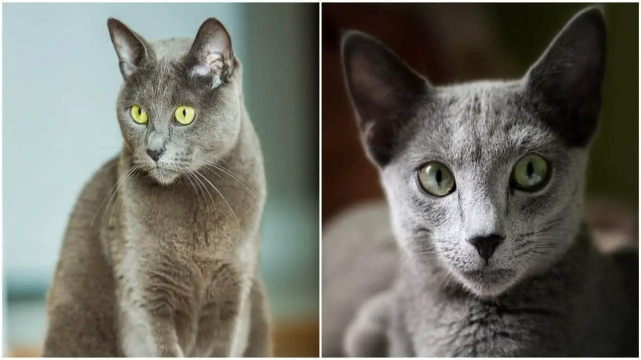 Is A Chartreux Or A Russian Blue A Better Fit For Your Lifestyle