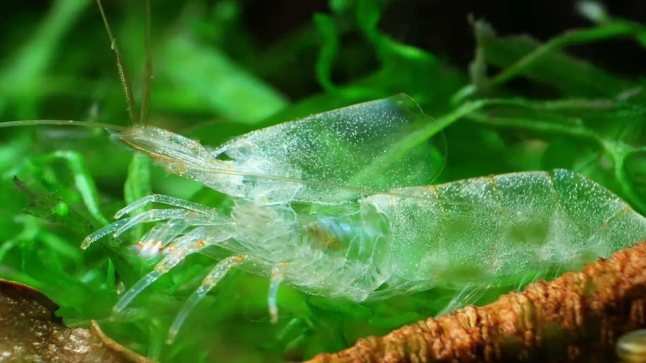 Is There A Connection Between Stress And Shrimp Molting