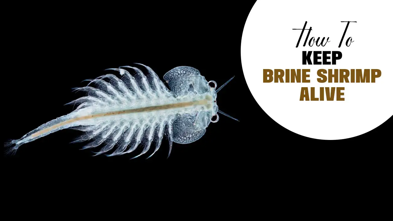 How To Keep Brine Shrimp Alive: Proven Techniques For Success