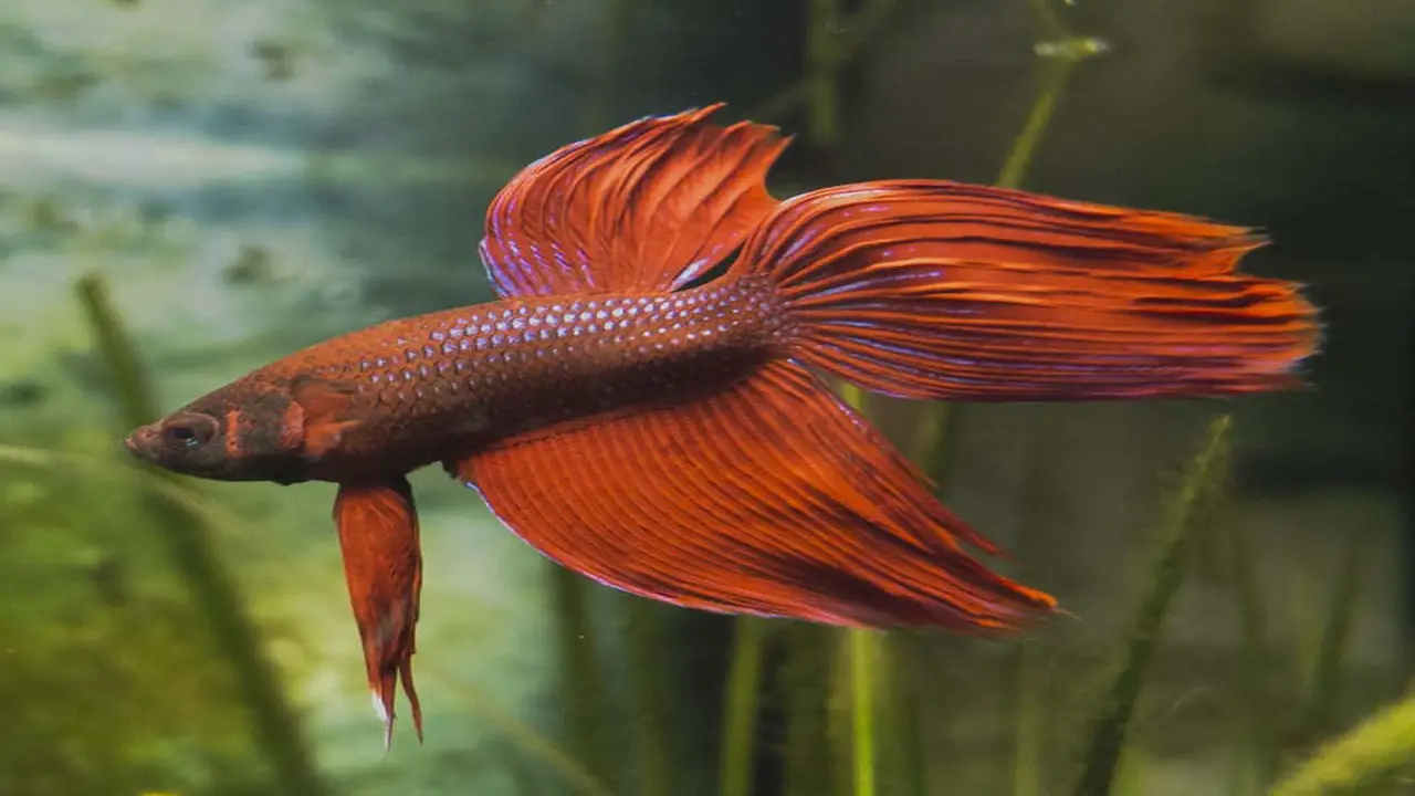 Maintain A Clean And Healthy Environment For Your Betta Fish.