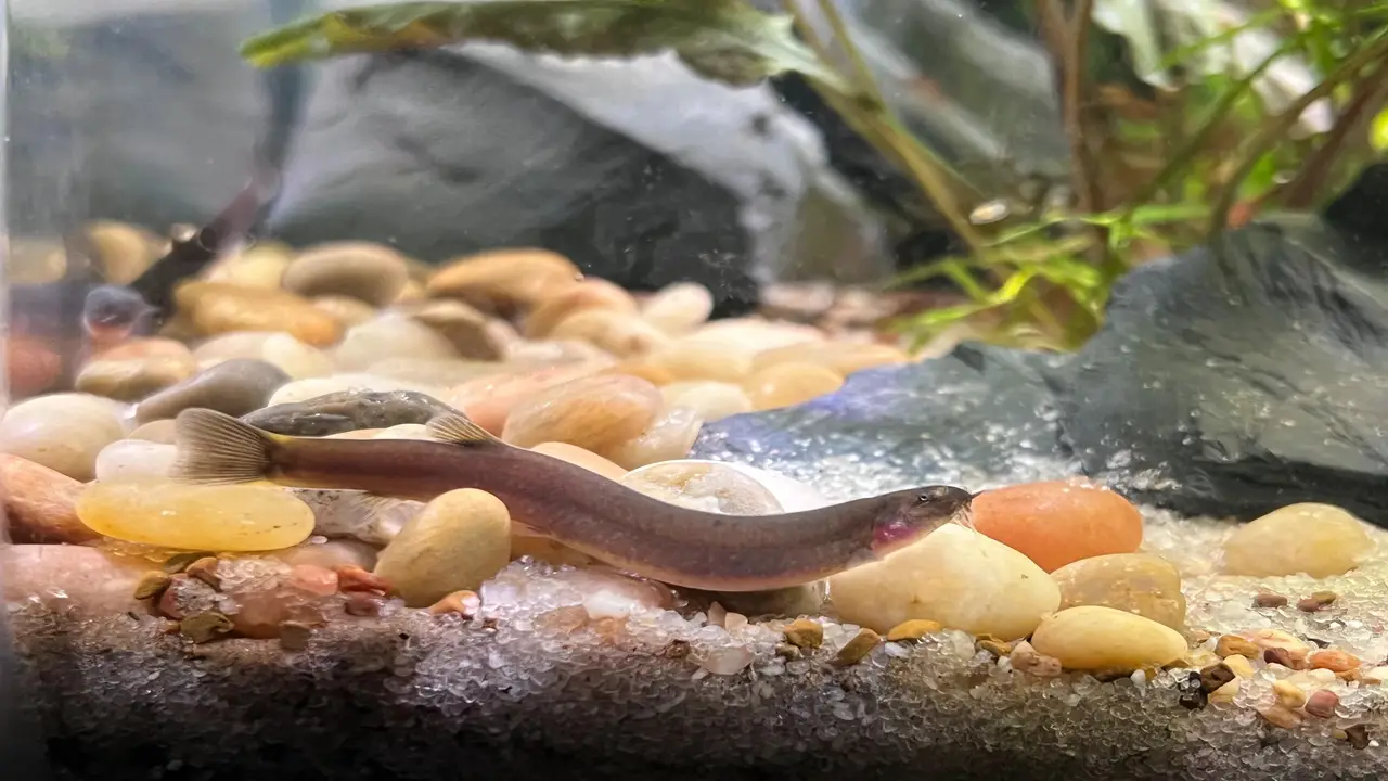 Maintaining Water Quality For A Healthy Java Loach