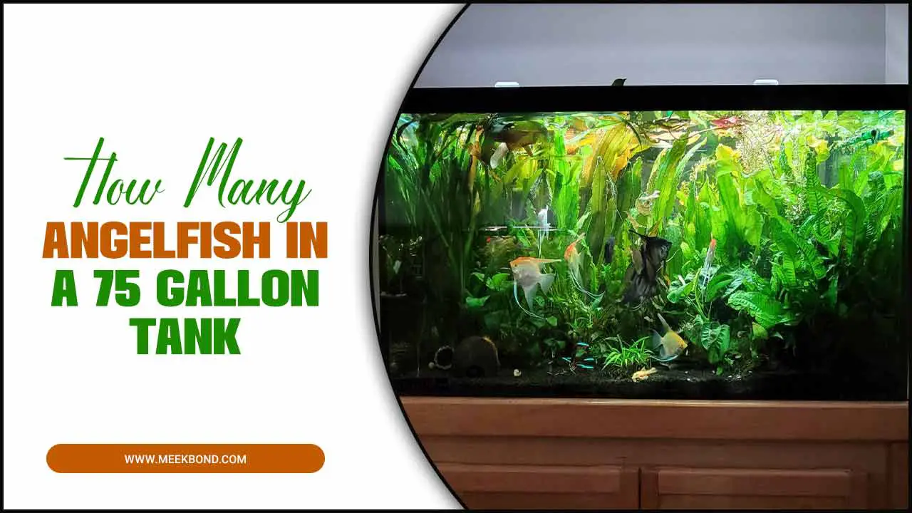 How Many Angelfish In A 75 Gallon Tank – Expert Guidelines
