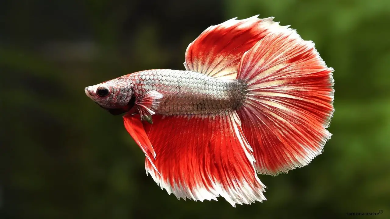 Medications And Remedies For Treating Betta Fish Parasites