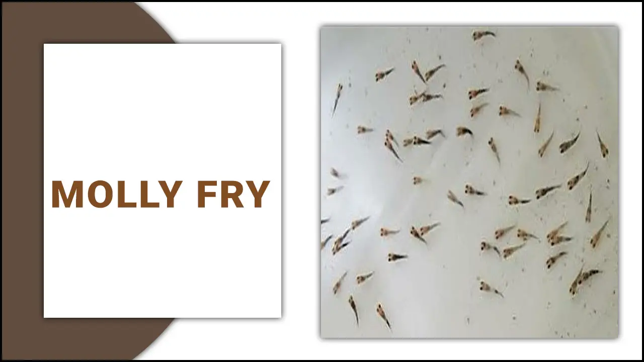 Breeding Molly Fry: A Comprehensive Guide For Success