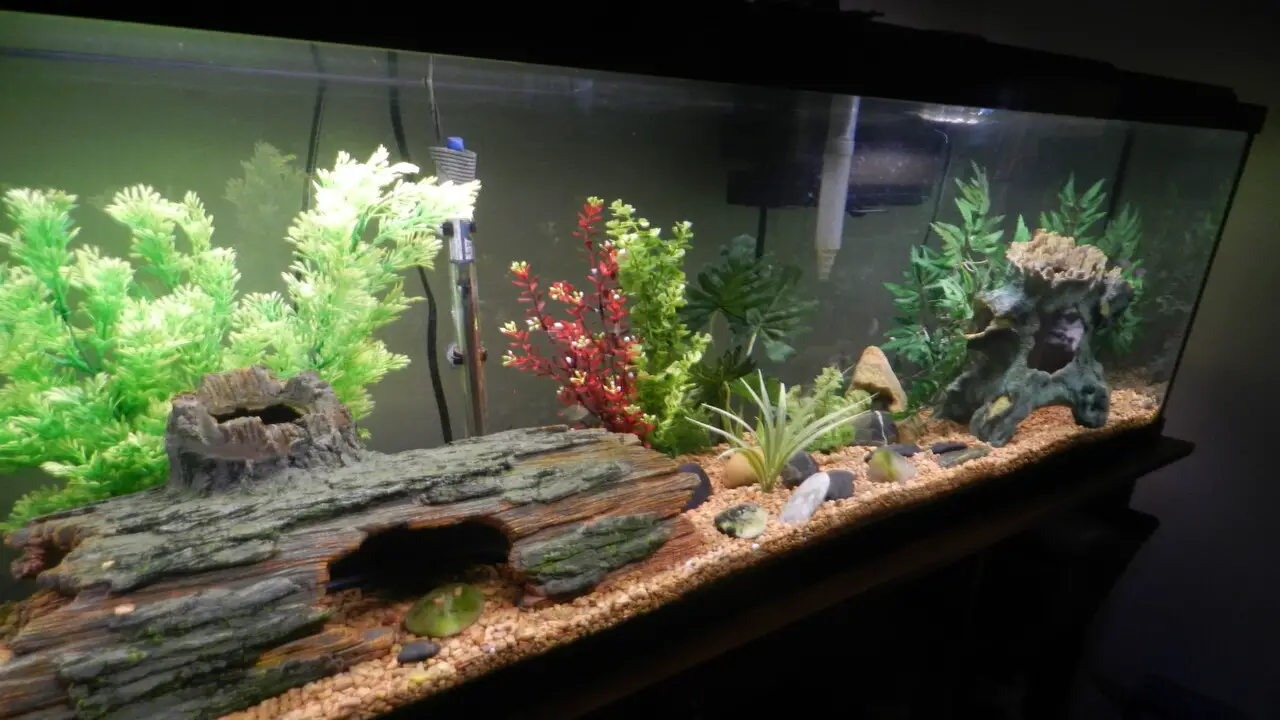 Monitoring Fish Behaviour And Health To Ensure A Thriving Tank Ecosystem