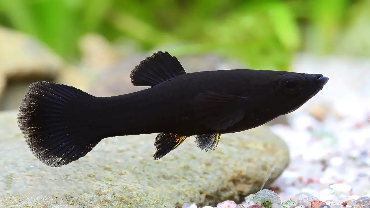 Monitoring The Health And Well-Being Of A Pregnant Black Molly Fish