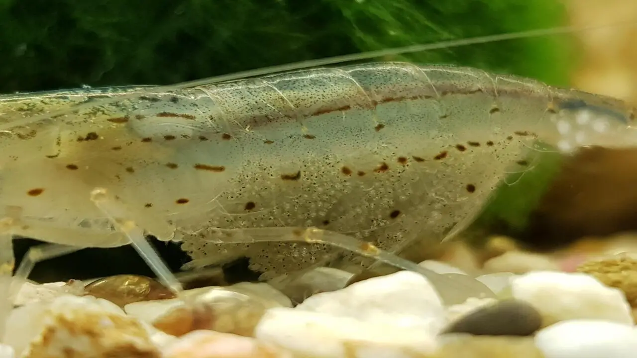 Monitoring Water Quality For Amano Shrimp
