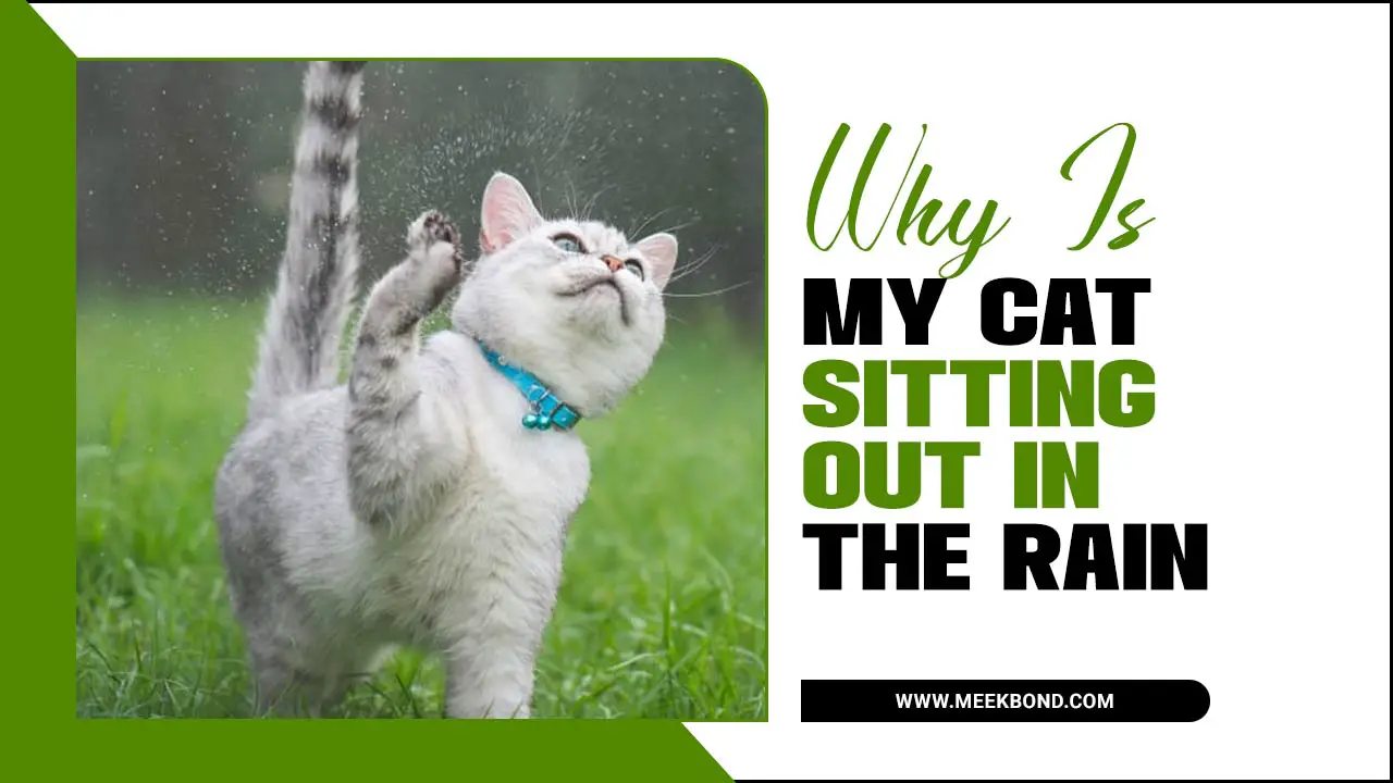 Why Is My Cat Sitting Out In The Rain – A Complete Guide