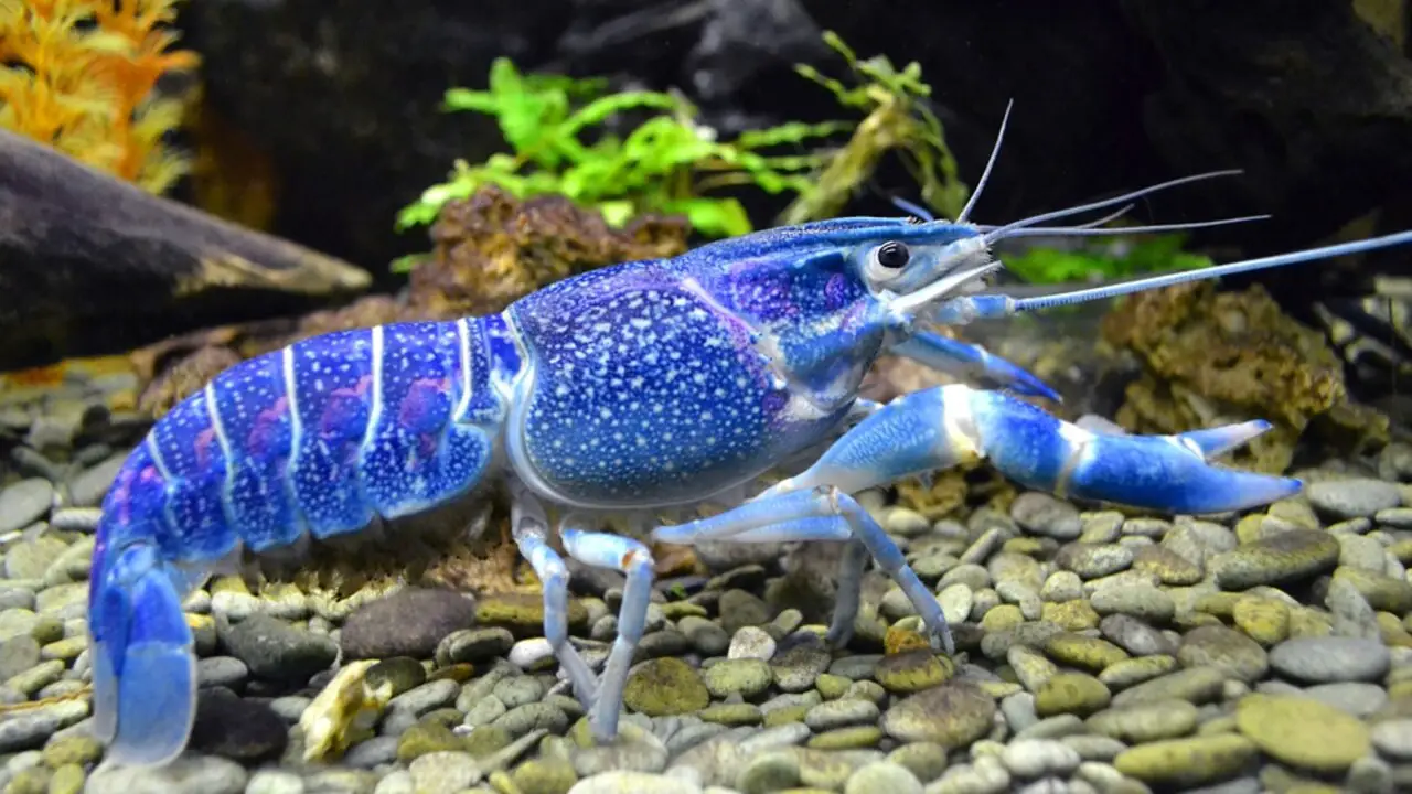 Natural Environment And Origin Of Blue Crayfish Tank Mates