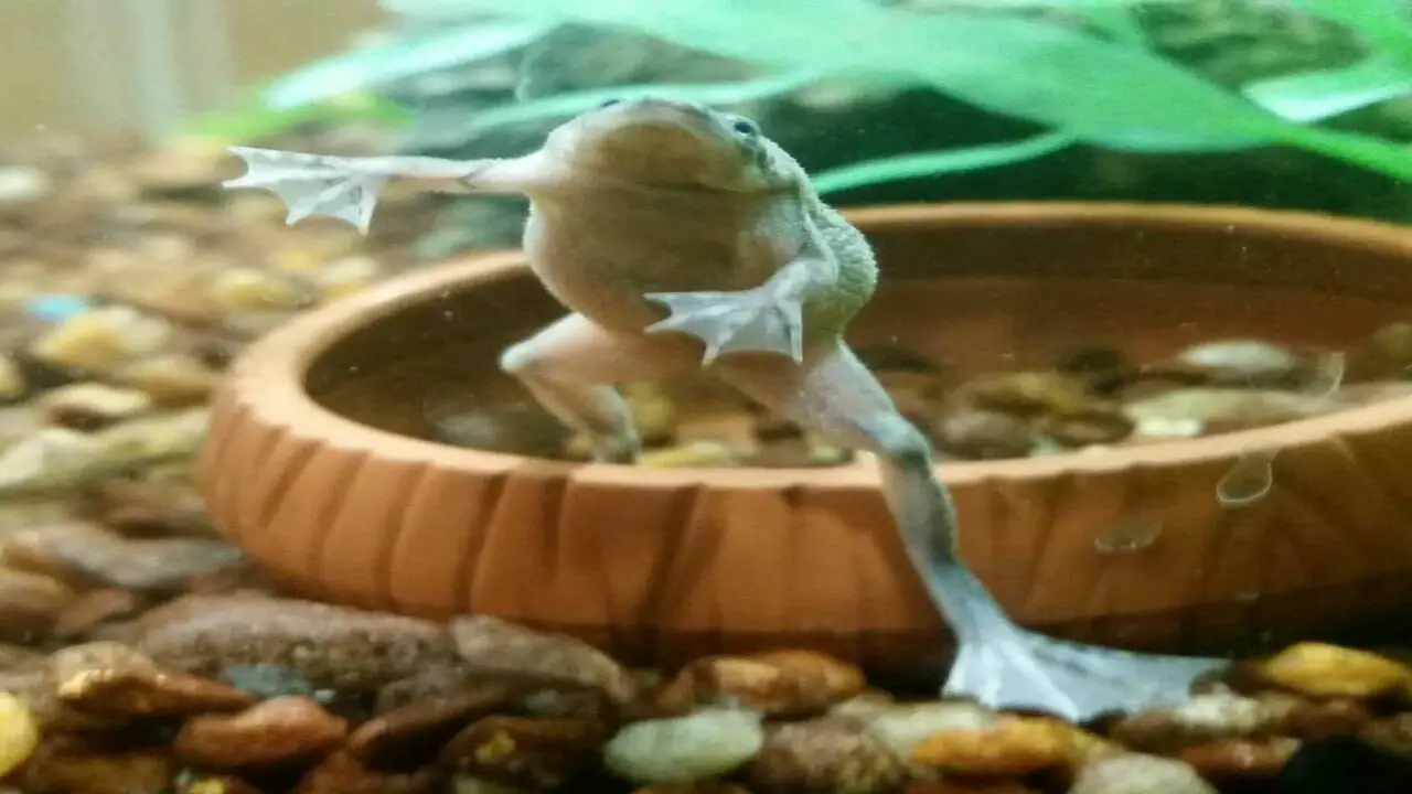 Natural Habits And Behavior Of African Dwarf Frogs