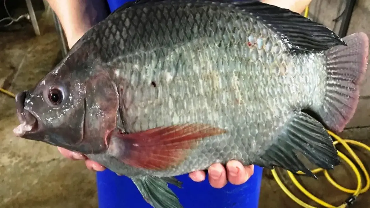Options Finding Tilapia For Sale Near Me